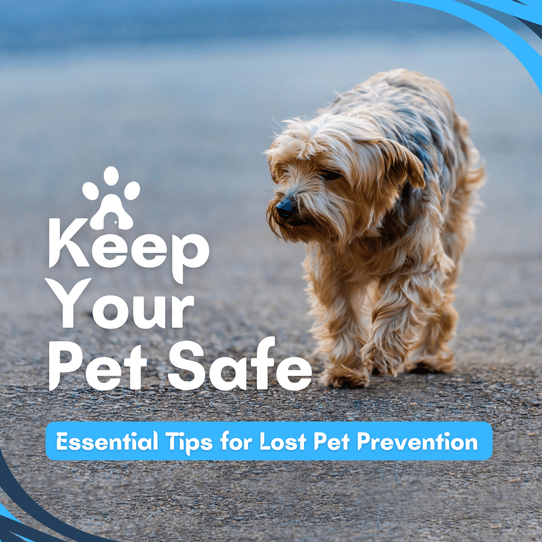 Ensure Your Pet Safety : Essential Tips To Prevent Them from Getting Lost Ensure Your Pet Safety : Essential Tips To Prevent Them from Getting Lost